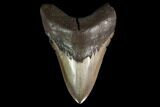 Fossil Megalodon Tooth - Coffee-Brown Color #145464-1